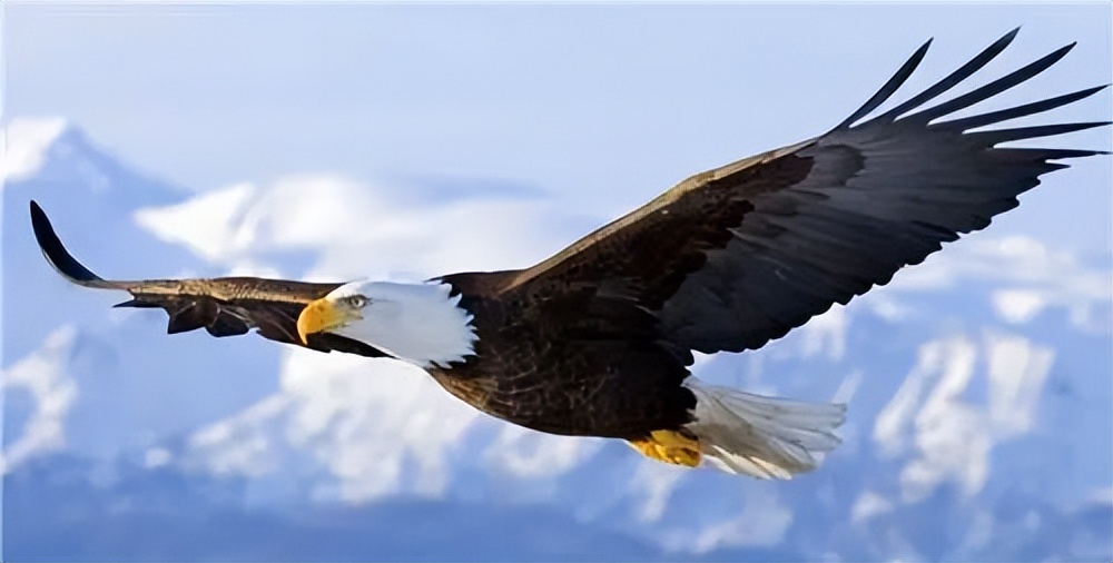 新鷹牌，創未來｜鷹牌陶瓷48周年生日快樂!(圖1)